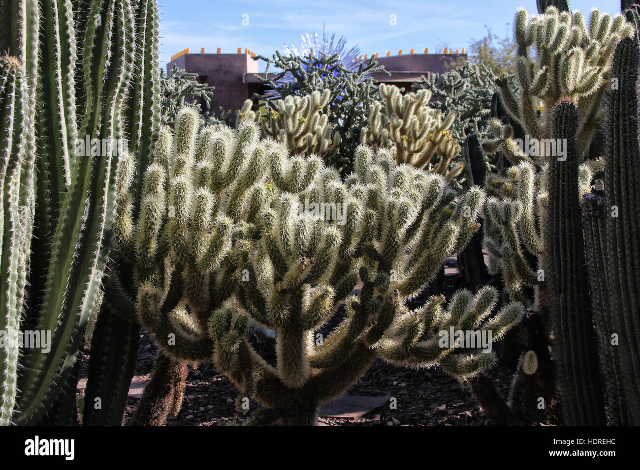 Cholla cactus, originaire du nord du Mexique et le sud-ouest des États-Unis dans le Desert Botanical Garden, Phoenix, Arizona Banque D'Images