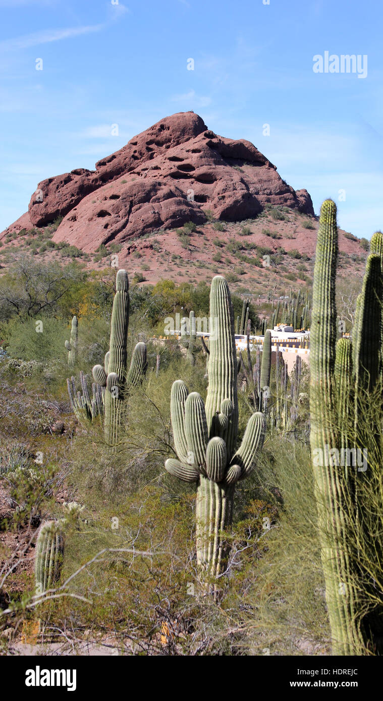 Saguaro cactus dans le Jardin botanique du désert dans la région de Phoenix, Arizona, USA. L'un des rares domaines le cactus va croître. Banque D'Images