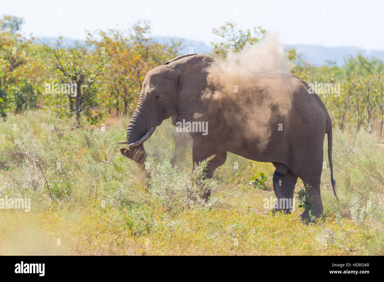 L'éléphant d'une marche dans la distance et la poussière. Safari de la faune dans le Parc National Kruger, la principale destination de voyage en Afrique du Sud Banque D'Images
