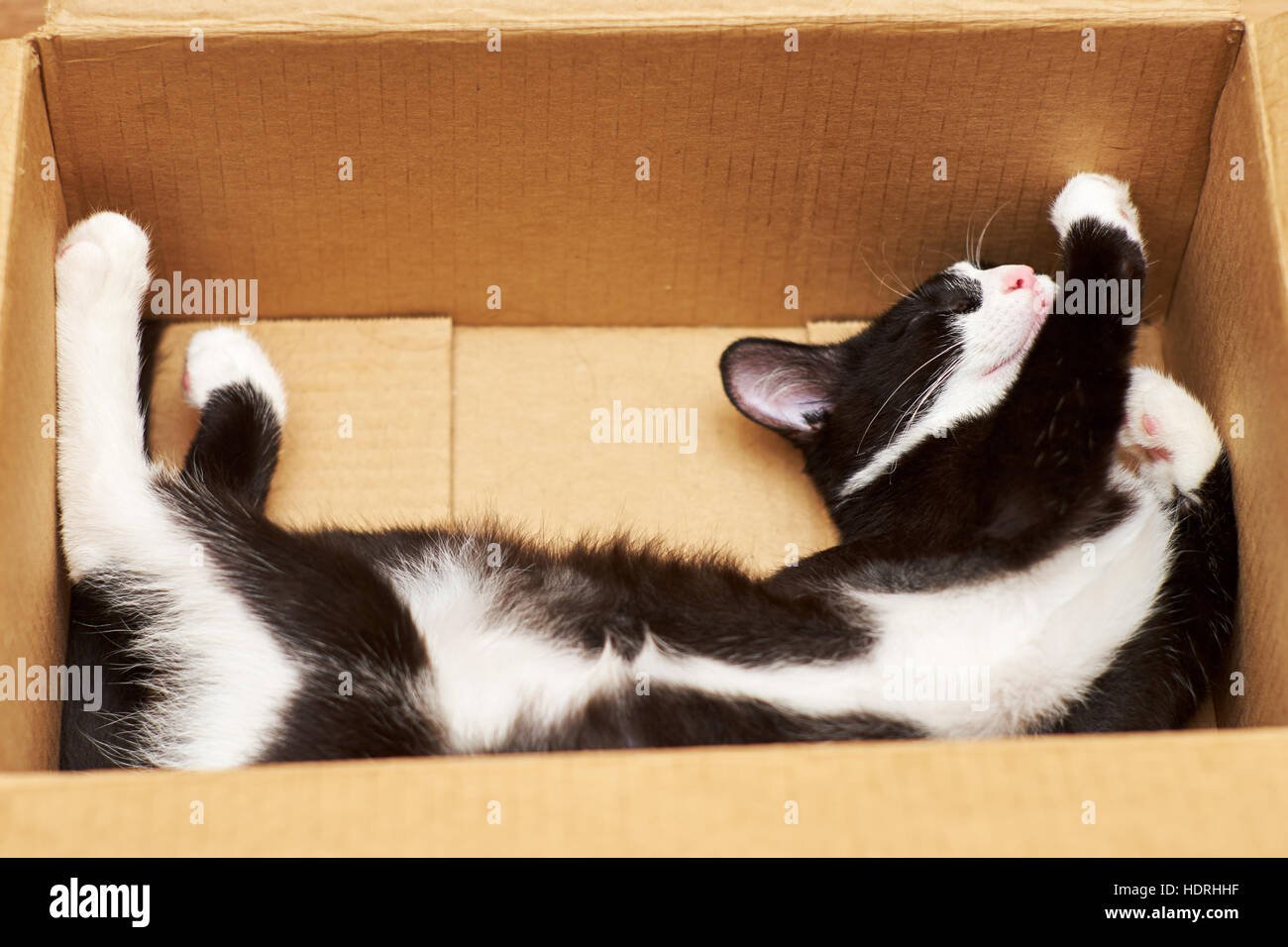 Boite A Chat Banque De Photographies Et D Images A Haute Resolution Alamy