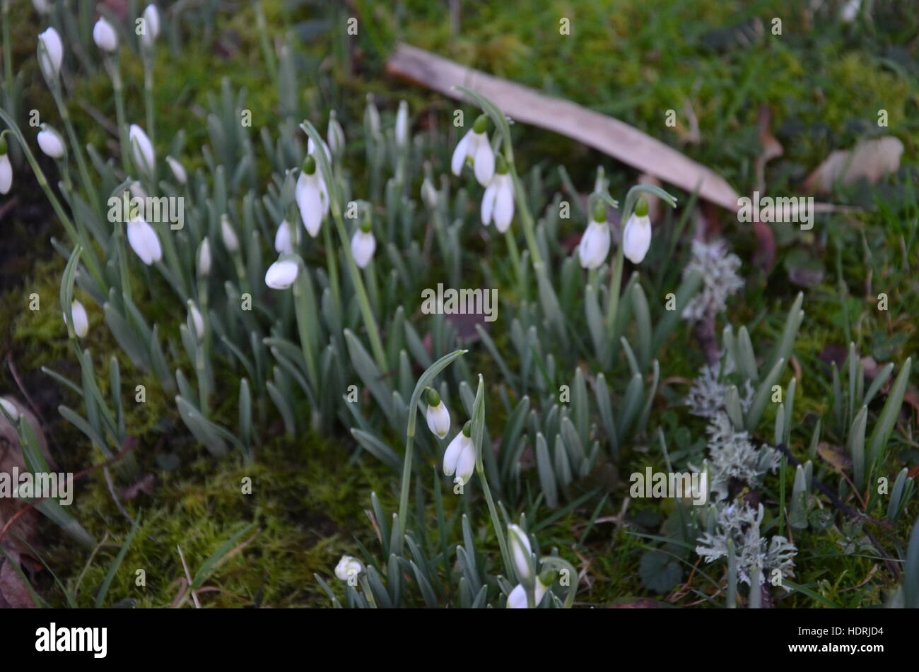 Fleur blanche snowdrop Banque D'Images
