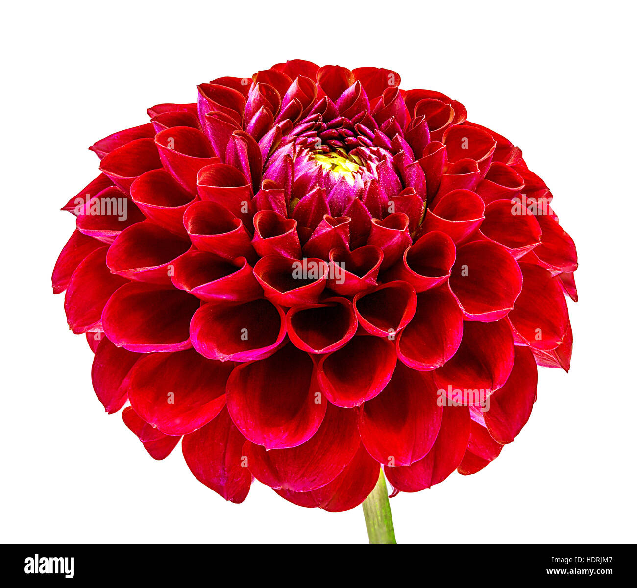 Dahlia isolé sur fond blanc Banque D'Images
