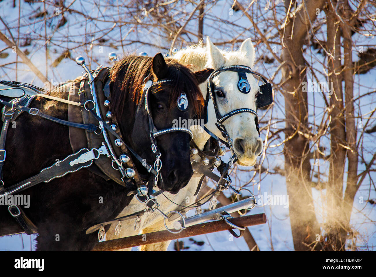En hiver les chevaux Clydesdale Banque D'Images