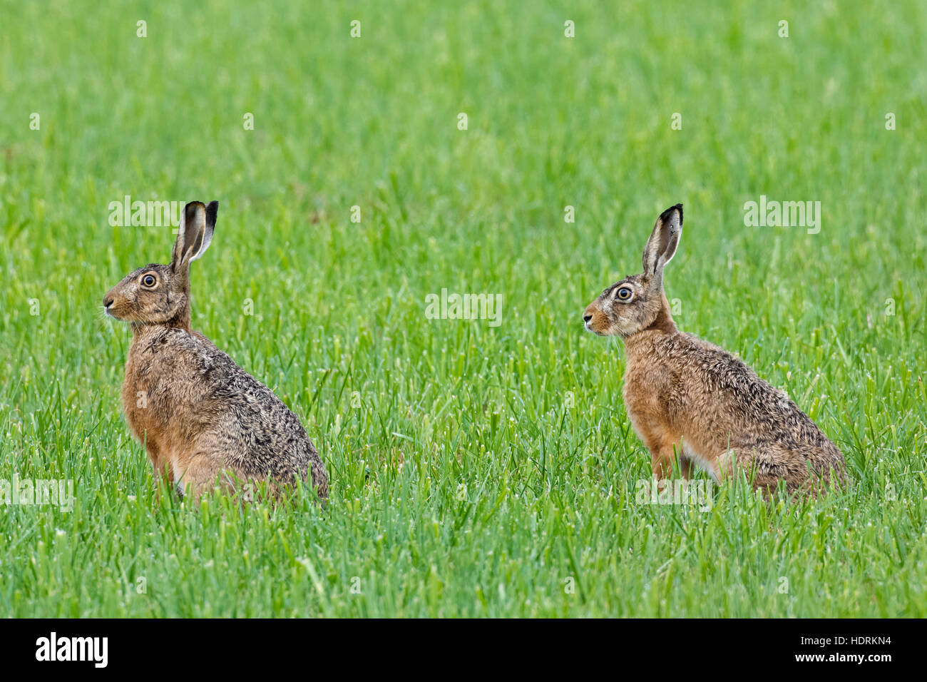 Deux lièvres bruns d'Europe (Lepus europaeus) assis dans les prairies Banque D'Images