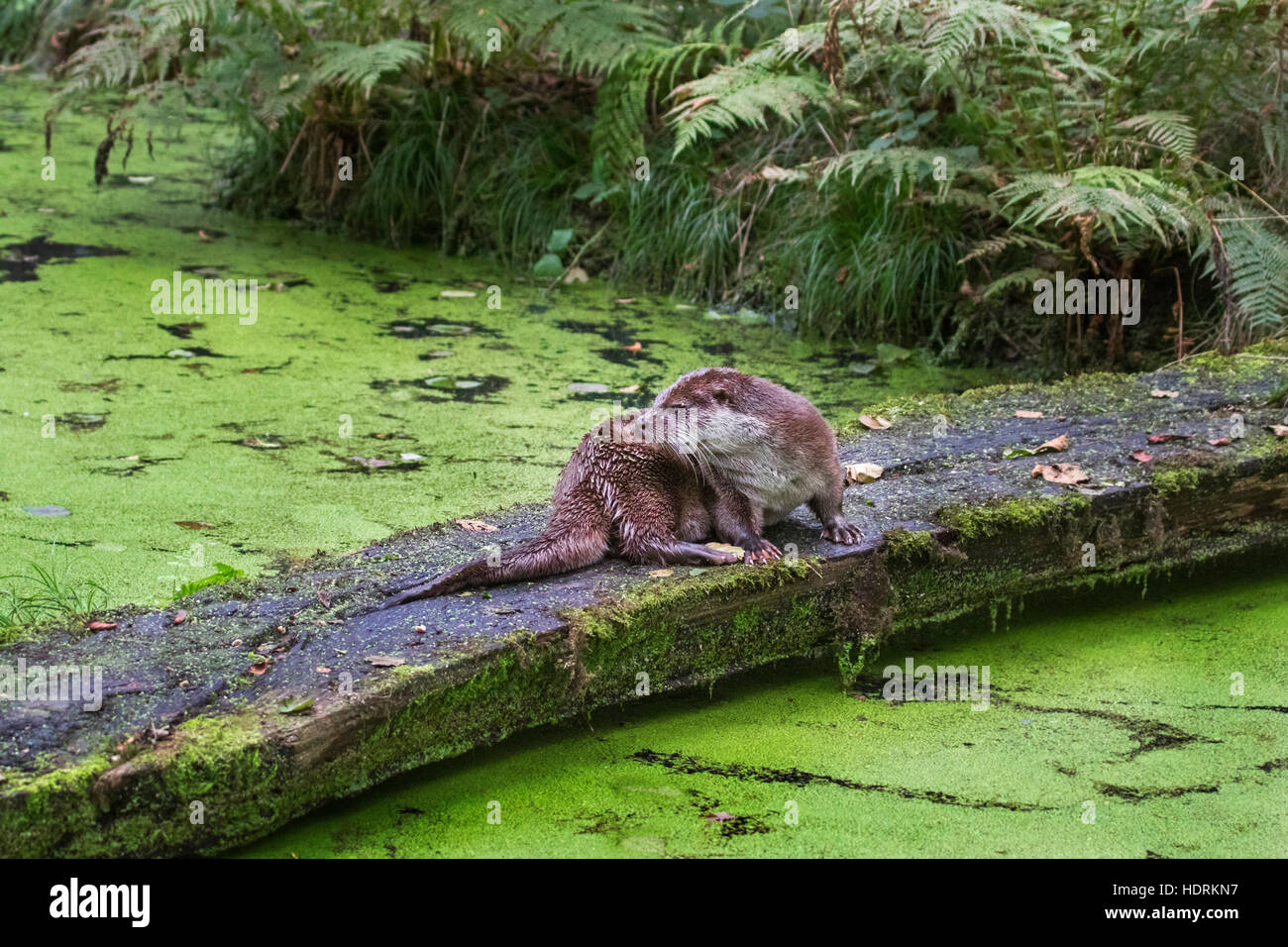 Rivière européenne loutre (Lutra lutra) reposant sur le log sur l'étang couvert de lentilles d'eau Banque D'Images