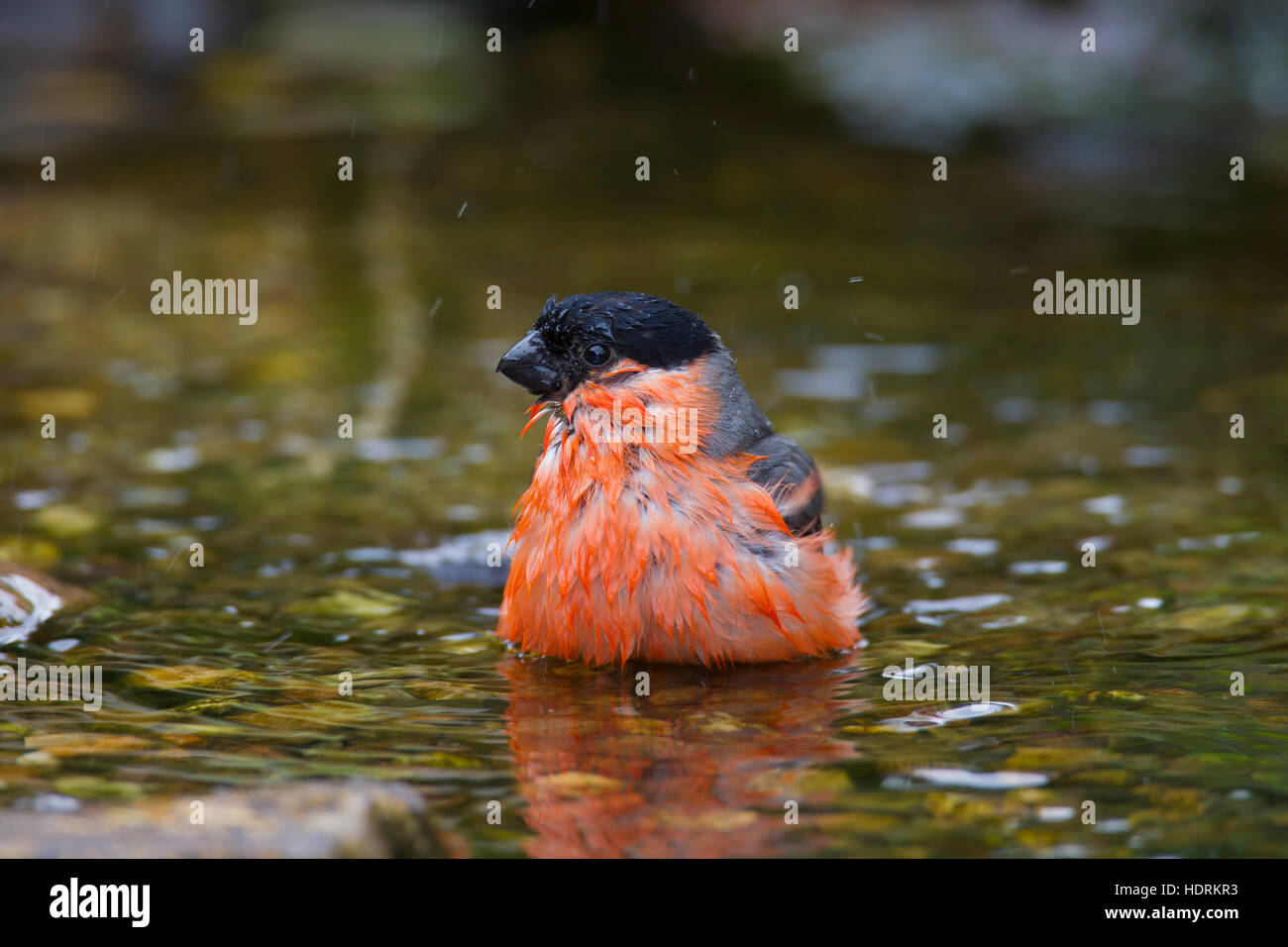Bouvreuil commune / Canard colvert (Pyrrhula pyrrhula) hommes baignant dans l'eau peu profonde de brook Banque D'Images