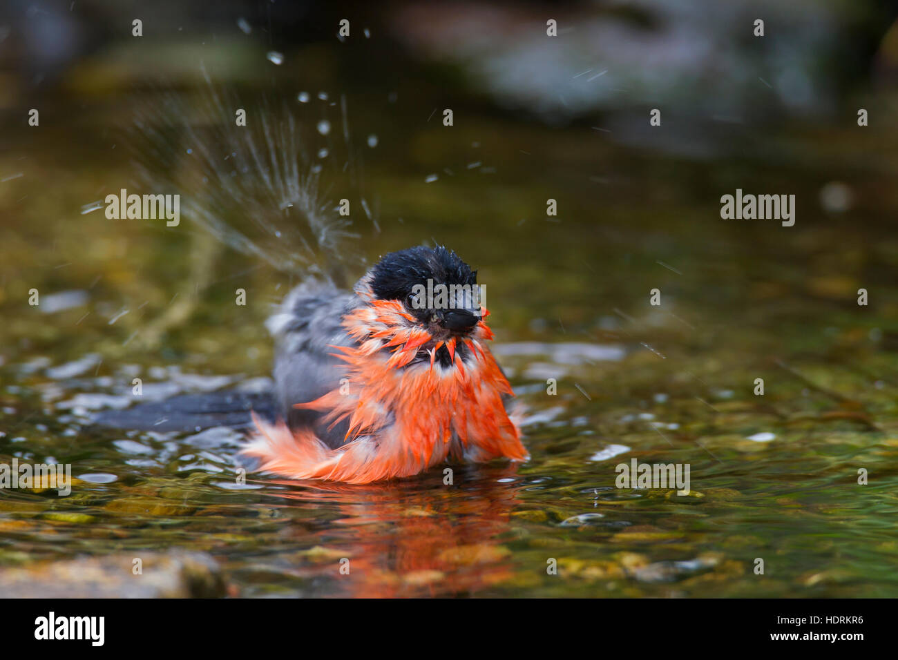 Bouvreuil commune / Canard colvert (Pyrrhula pyrrhula) hommes baignant dans l'eau peu profonde de brook Banque D'Images