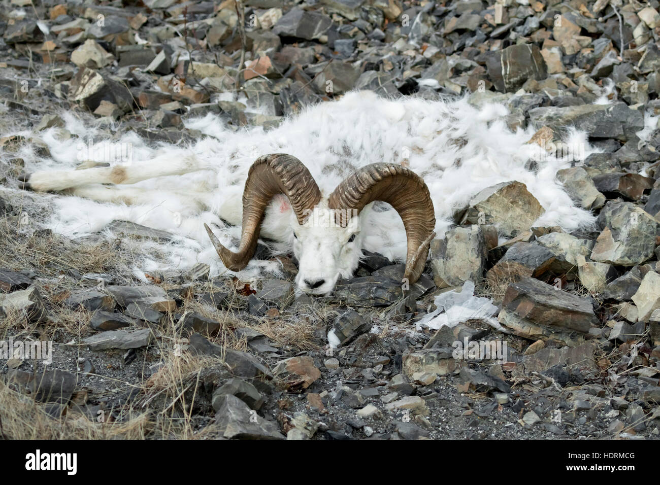 Un ram Dall est tombé à sa mort à côté de l'autoroute de Seward, Alaska, États-Unis d'Amérique Banque D'Images