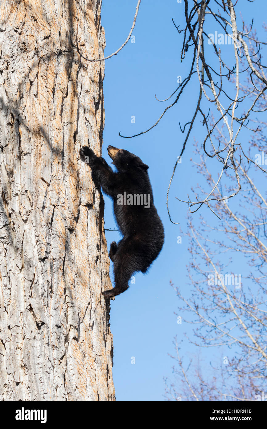 Ours noir (Ursus americanus) cub escalade un peuplier de l'arbre à la page où il a passé l'hiver et l'hibernation, le centre-sud de l'Alaska Banque D'Images