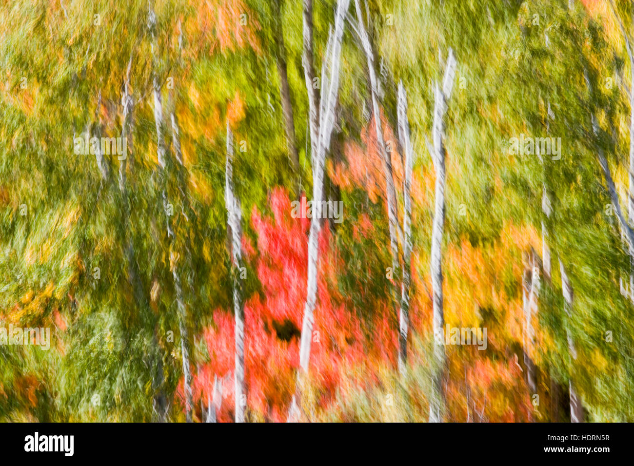 Motion Blur de forts vents dans une forêt d'automne près de Carlton pic en Temperance River State Park, sur la rive nord du lac Supérieur, près de Tofte Banque D'Images