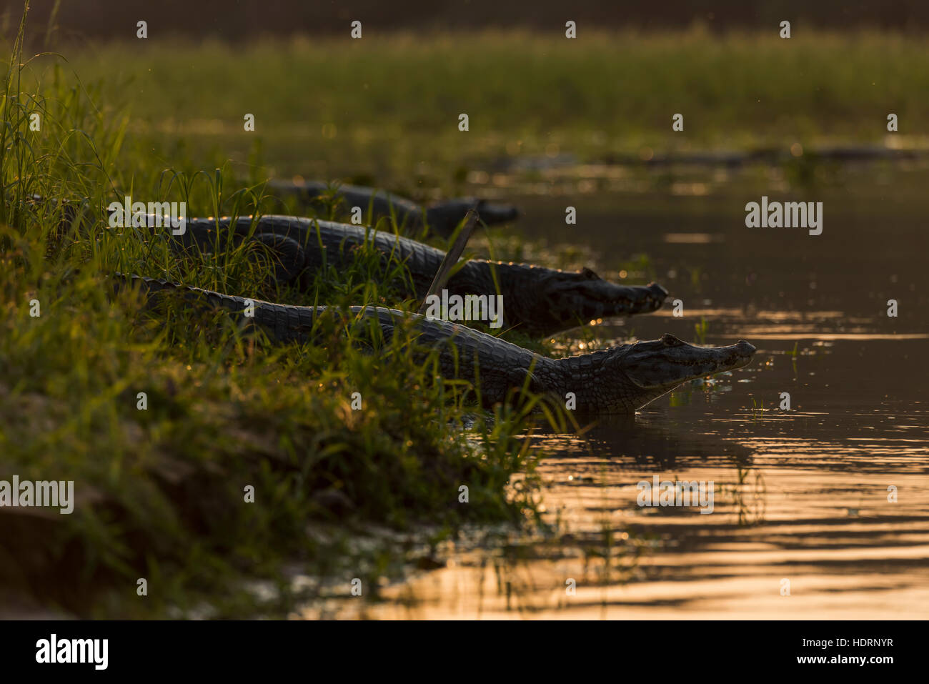 Trois yacare caiman (Caiman yacare) dans les eaux peu profondes au coucher du soleil ; l'État du Mato Grosso do Sul, Brésil Banque D'Images