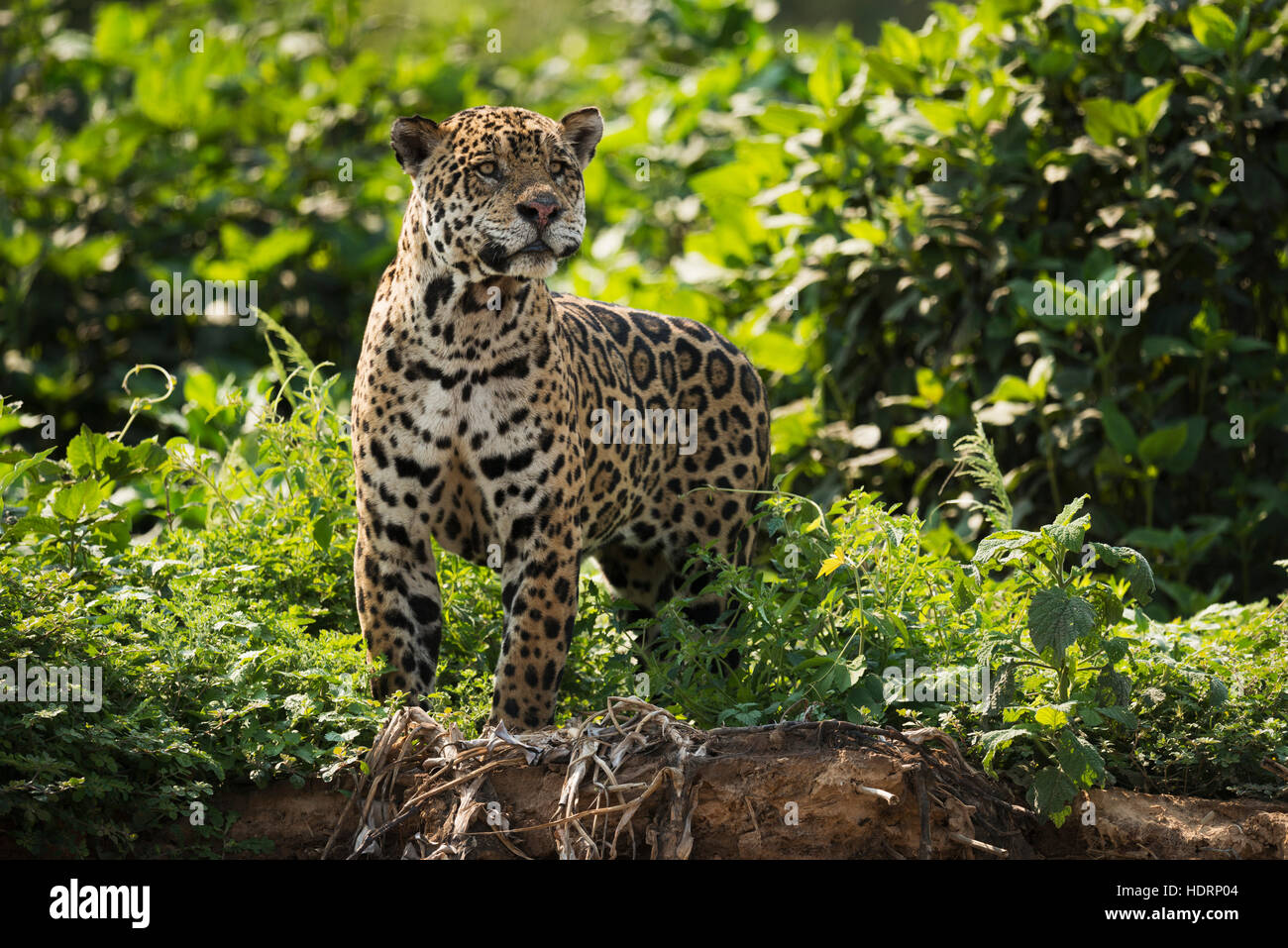 Jaguar (Panthera onca) s'étendant sur la rive verdoyante ; Mato Grosso do Sol, Brésil Banque D'Images