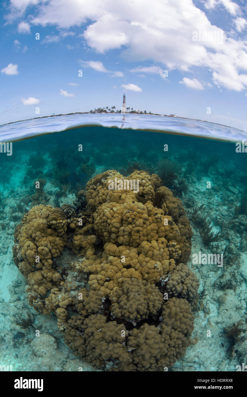 Dry Tortugas, août 2015, récif peu profond au-dessous du phare sur la caouanne clé, 3 kilomètres de Garden Key Banque D'Images