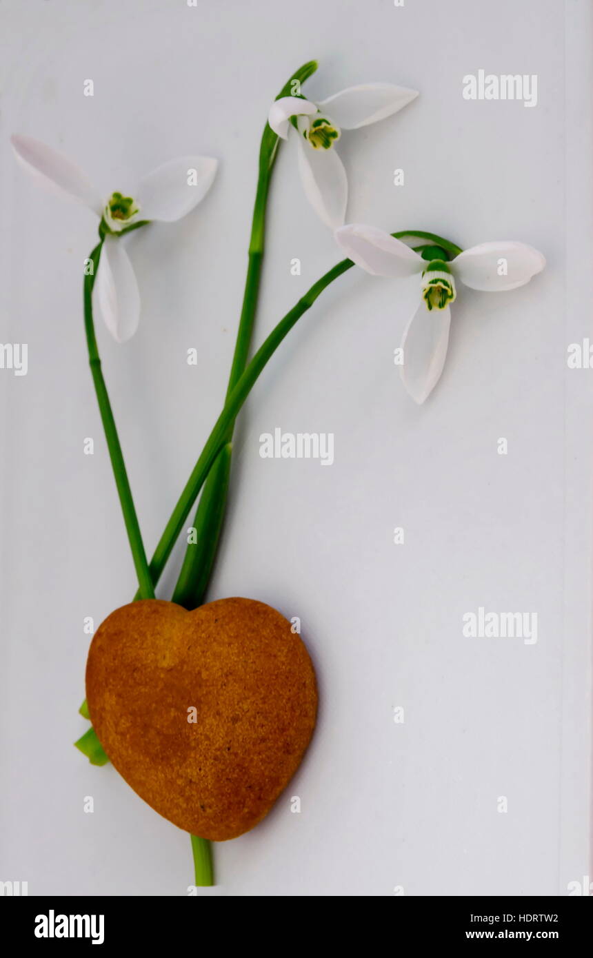 Valentine card design, amour naturel avec snowdrop et les biscuits, Sofia, Bulgarie Banque D'Images