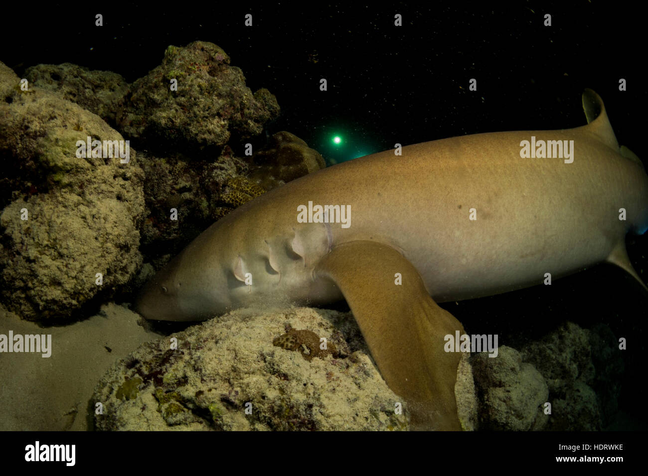 Sous-marine, plongée de nuit avec les requins pointes blanches aux Maldives, l'Océan Indien Banque D'Images