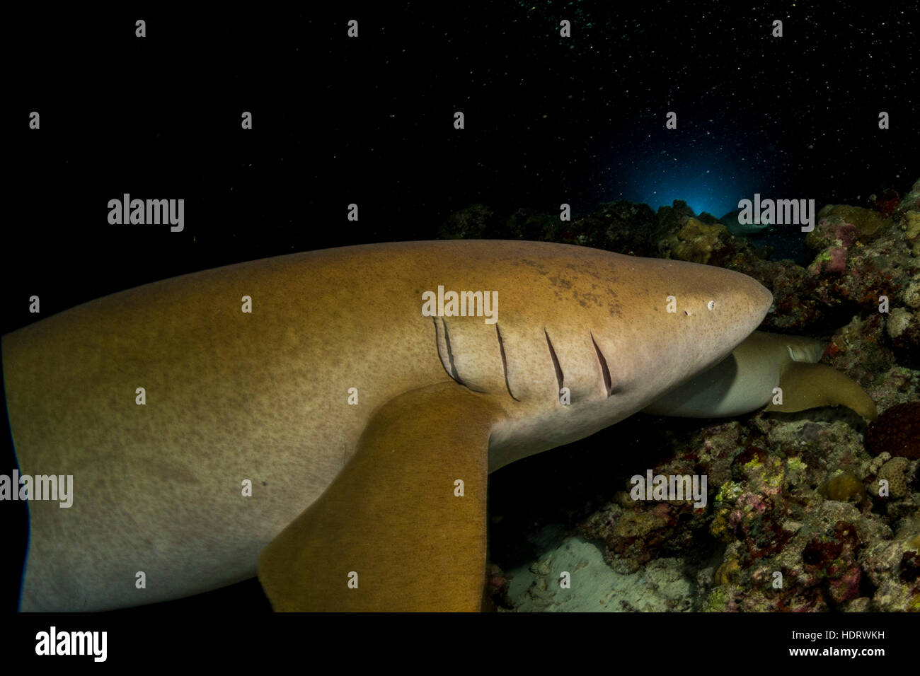 Sous-marine, plongée de nuit avec les requins pointes blanches aux Maldives, l'Océan Indien Banque D'Images