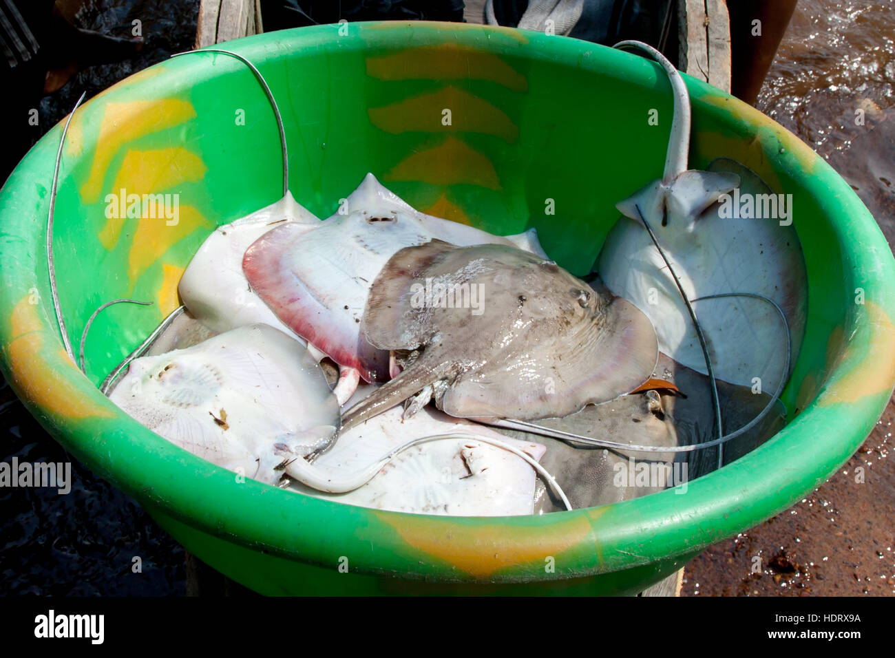 Raies fraîchement pêchées sur l'île de Banana, en Sierra Leone. Les rayons n'ont pas d'os et en particulier les ailes sont un régal spécial lorsqu'ils sont frits Banque D'Images