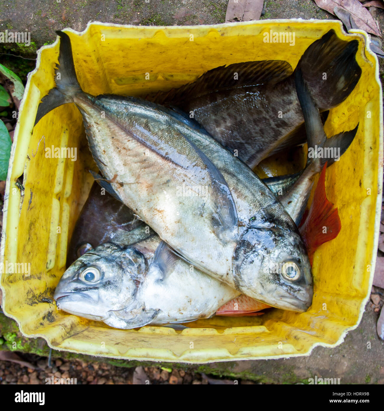 Des poissons couchés sur l'île de Banana, en Sierra Leone. Une bonne portion de poisson de l'Atlantique. En Sierra Leone, aucune nourriture n'est stockée pendant longtemps, mais elle est généralement fraîchement préparée Banque D'Images