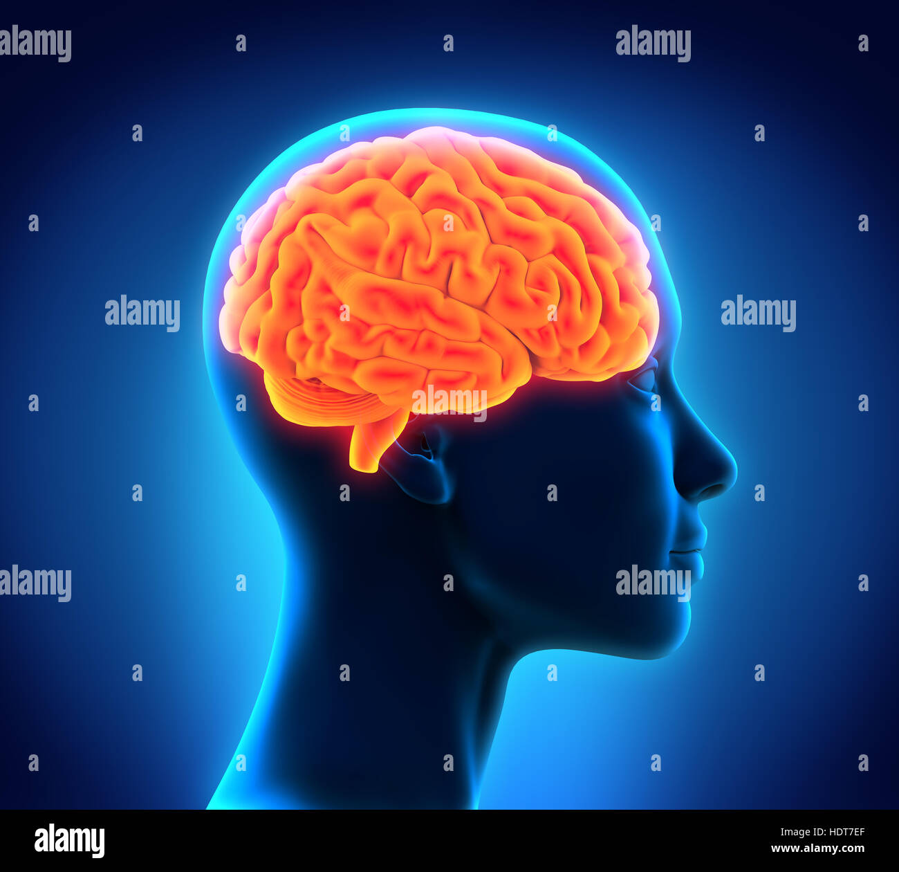 L'anatomie du cerveau humain Banque D'Images