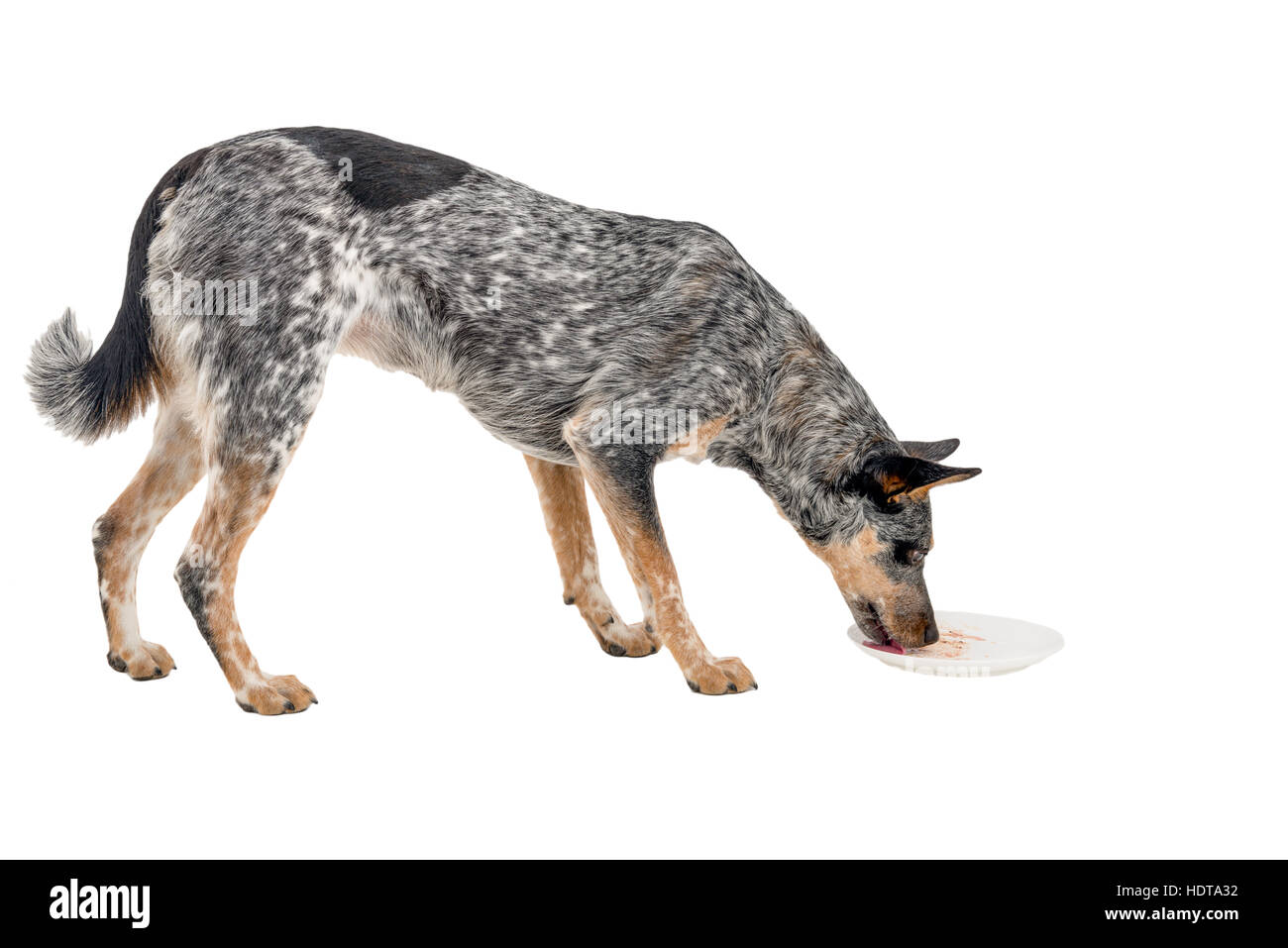 À TALON bleu sale chien de lécher les plats du dîner on white Banque D'Images