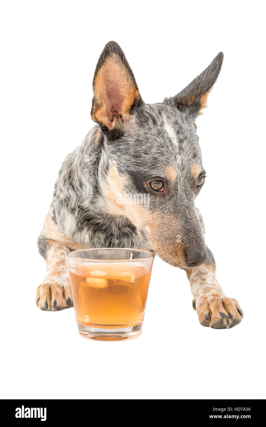 À TALON bleu chiot prendre un verre de whiskey schotch isolated on white Banque D'Images