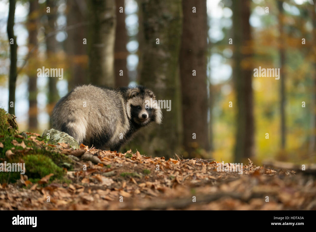 ( Nyctereutes procyonoides chien viverrin ), des animaux adultes, les espèces envahissantes, se trouve dans une forêt, montres retour, couleurs automnales. Banque D'Images