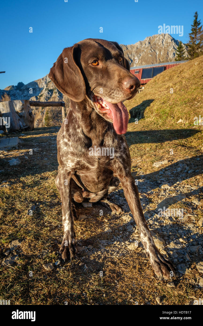 Big brown chien heureux assis sur un sentier dans les montagnes et haletant Banque D'Images