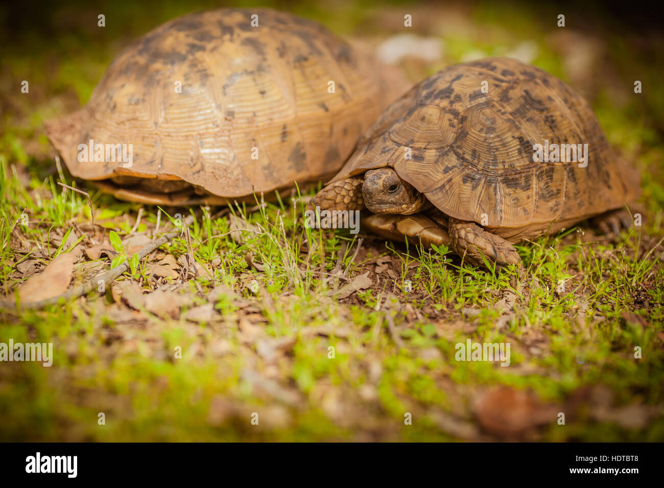 Deux tortues terrestres se reposant sur l'herbe Banque D'Images