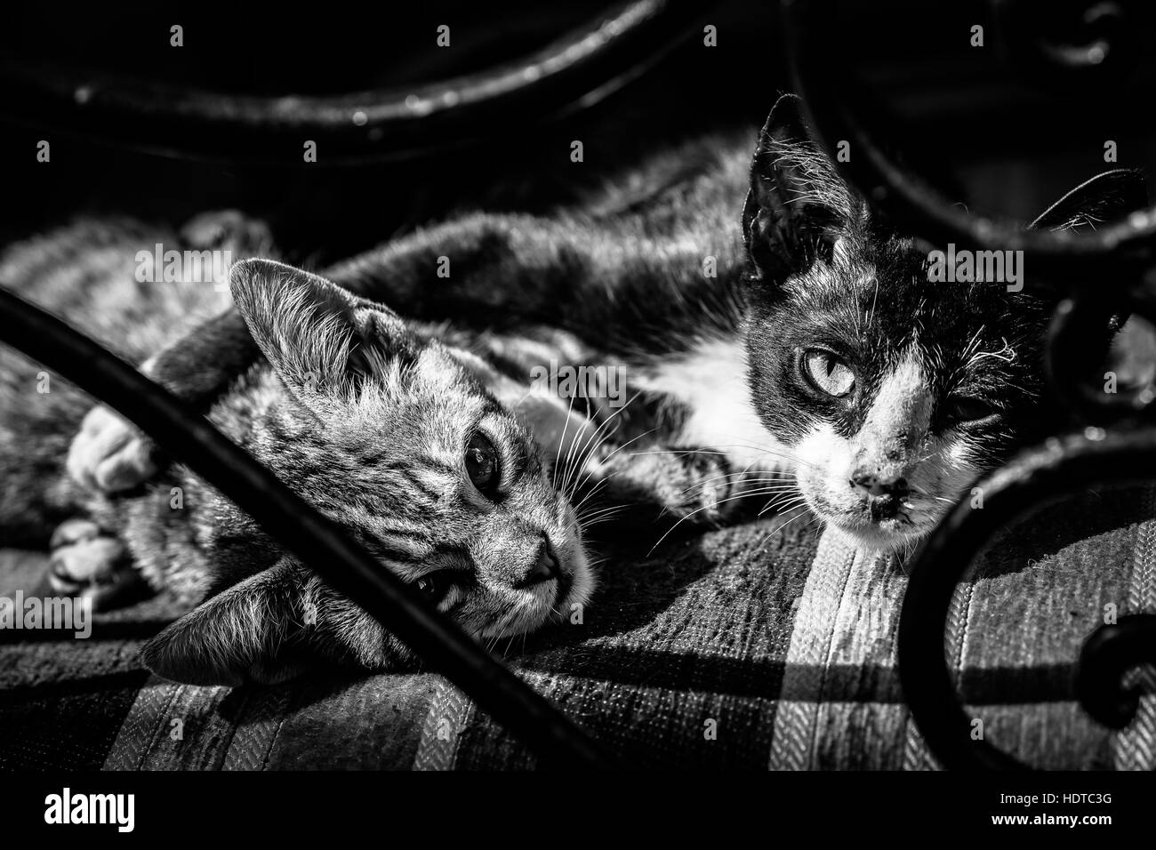 Petits Chats Banque De Photographies Et D Images A Haute Resolution Alamy Petits Chats Banque De Photographies Et D Images A Haute Resolution Alamy