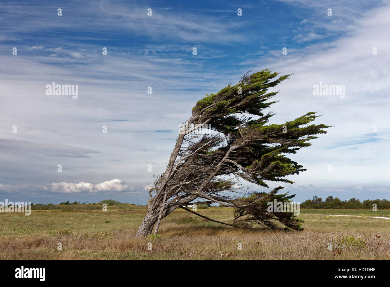 Windbroken simple arbre, Pointe de Chassiron, pin maritime (Pinus pinaster), Ile d'Oléron, Charente-Maritime, France Banque D'Images