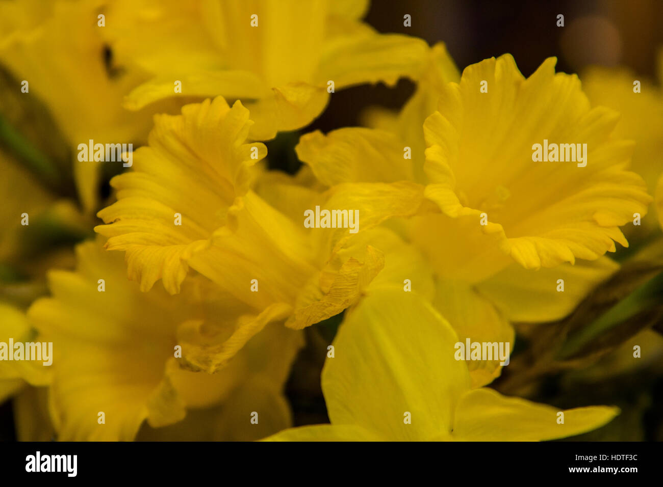 Jonquilles trompette dans une lumière tamisée. Banque D'Images