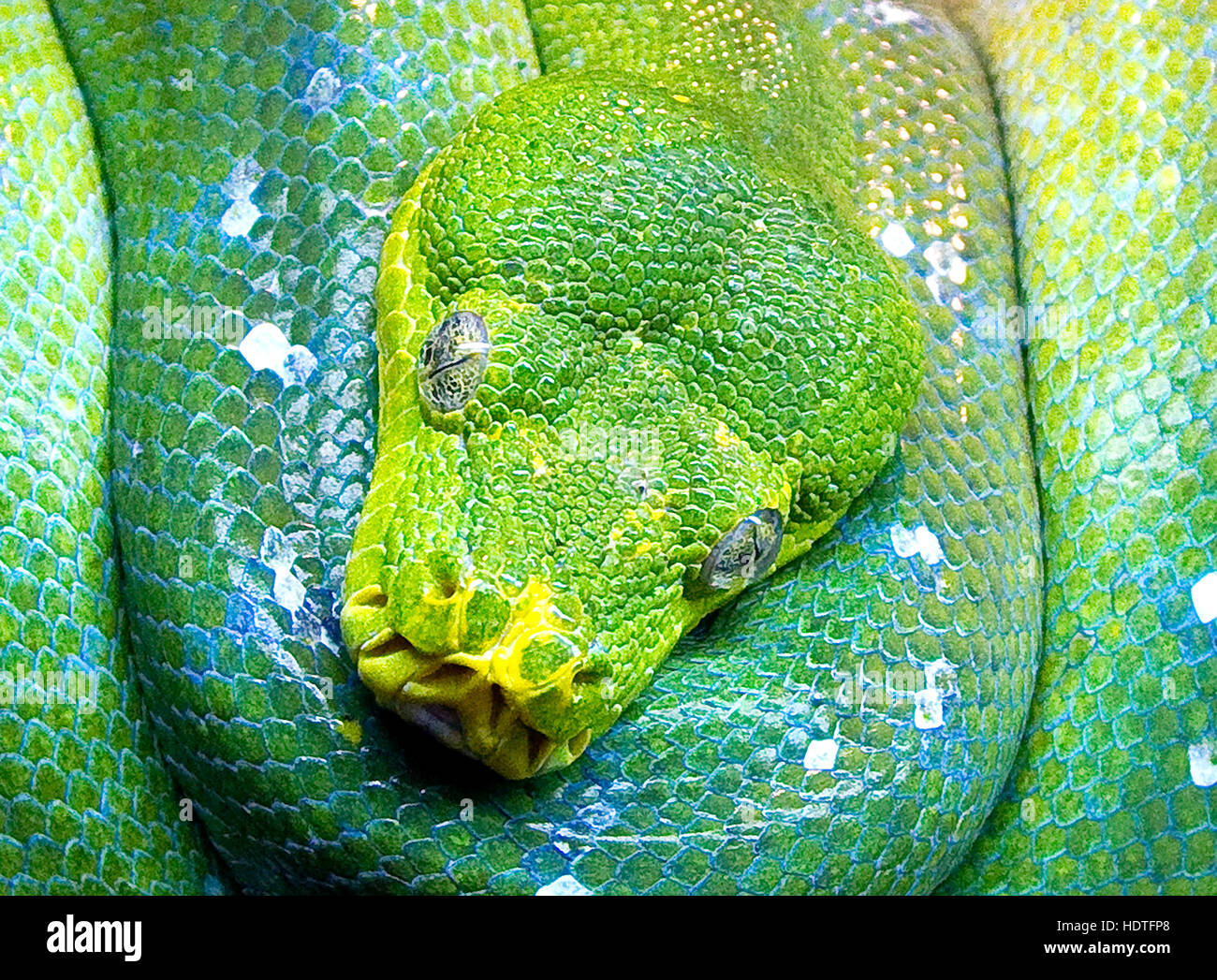 Près d'un serpent vert enroulé montrant des détails sur le visage Banque D'Images