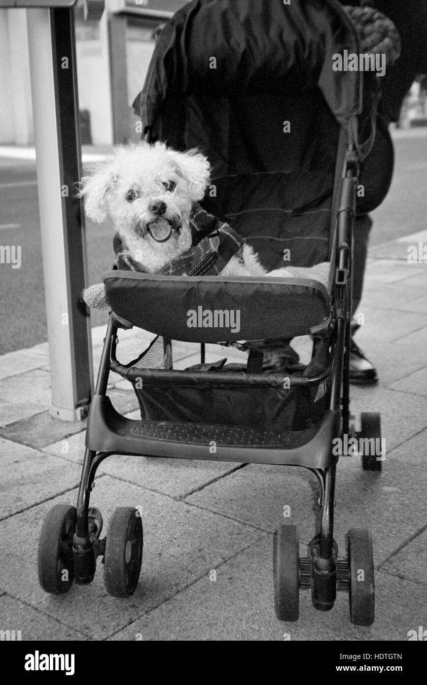 Un petit chien est poussée le long dans une poussette england uk Banque D'Images