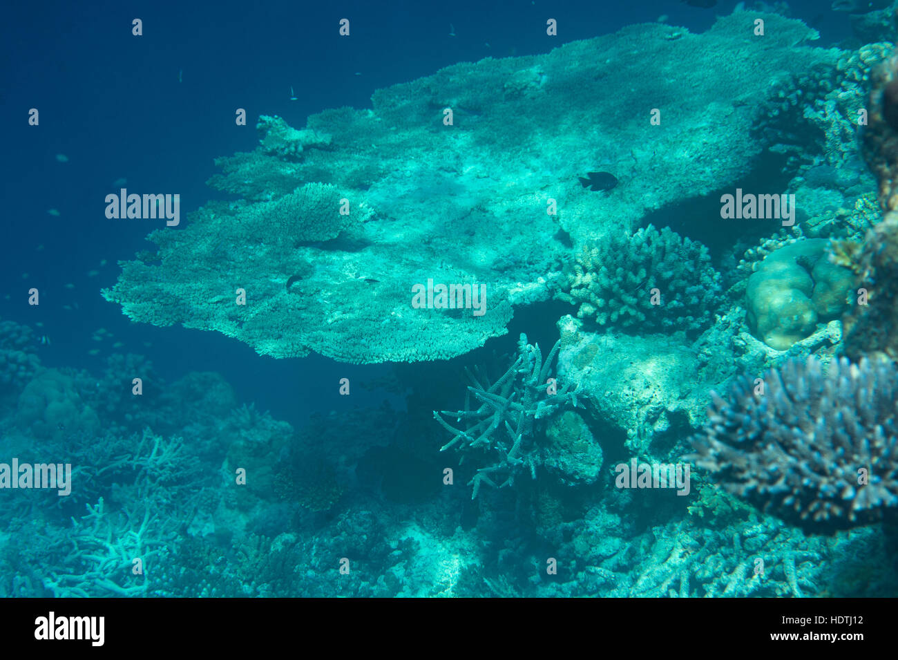 Les coraux des récifs sur les Maldives, l'Océan Indien Banque D'Images