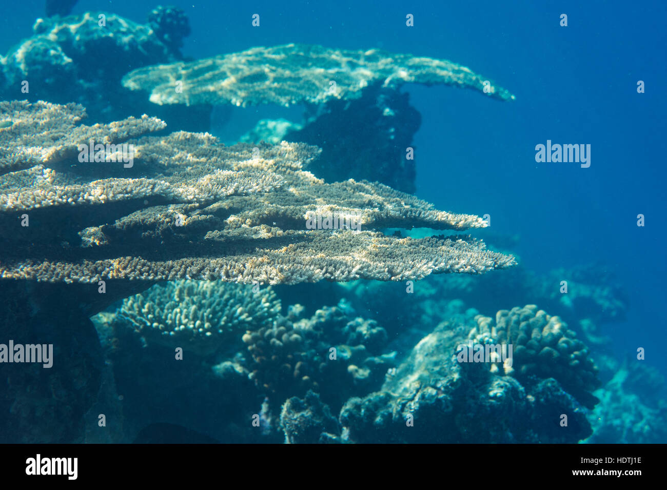 Les coraux des récifs sur les Maldives, l'Océan Indien Banque D'Images