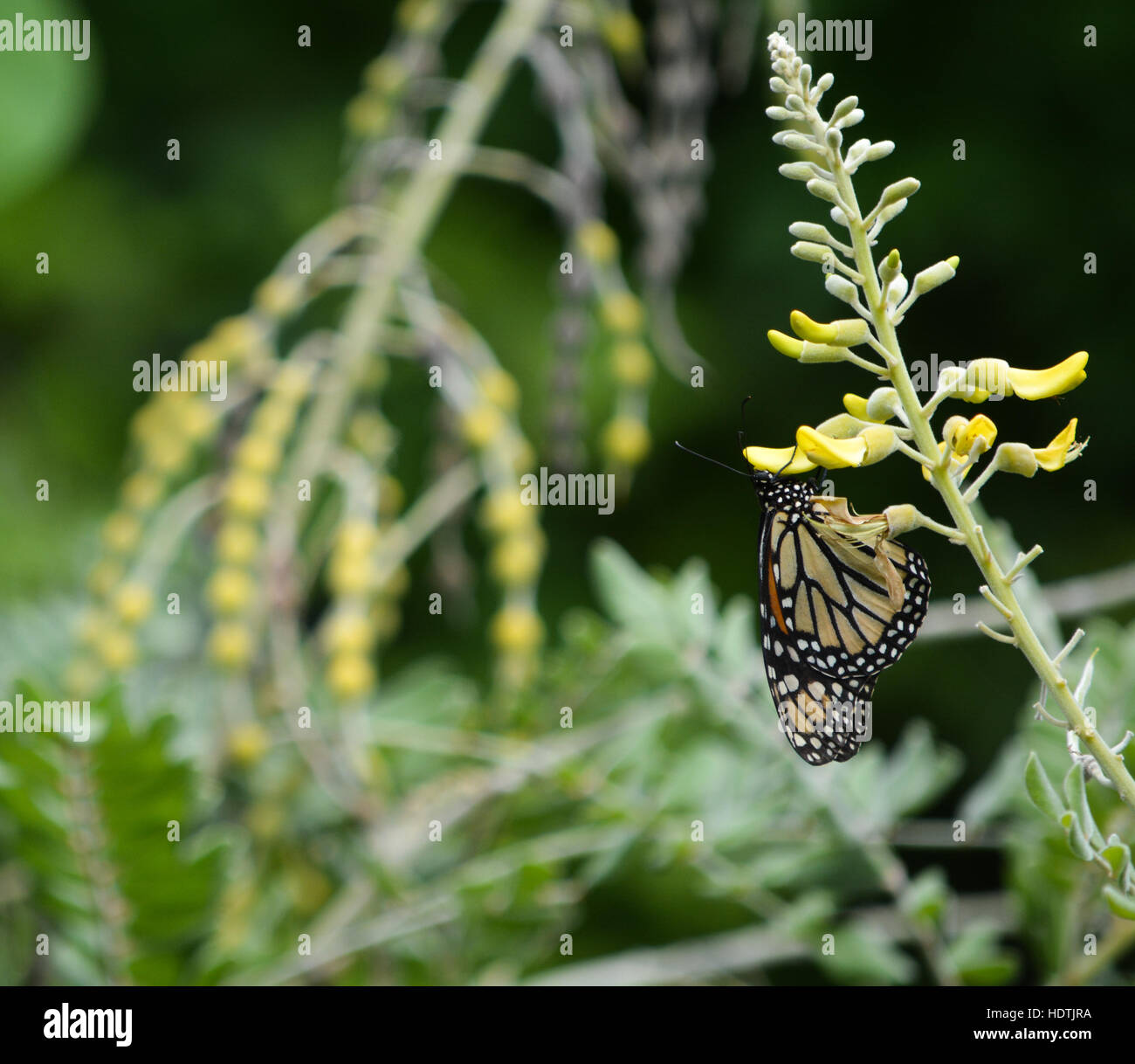 Un Sophora tomentosa, collier jaune avec un pod Monarch Butterfly Banque D'Images