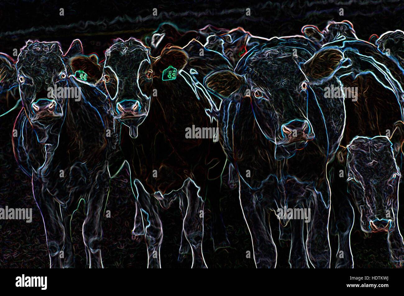 Bovins / vaches et génisses dans un pâturage permanent - image manipulée numériquement avec bords rougeoyants, Abstrait Animaux et de l'élevage Banque D'Images