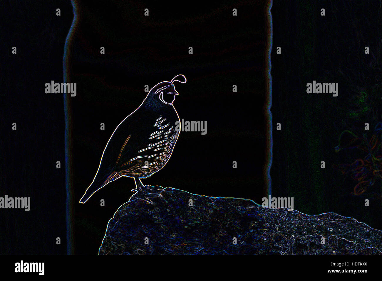 Colin de Californie (Lophortyx californicus) - Image manipulée numériquement avec bords rougeoyants, oiseau abstrait sur fond noir Banque D'Images