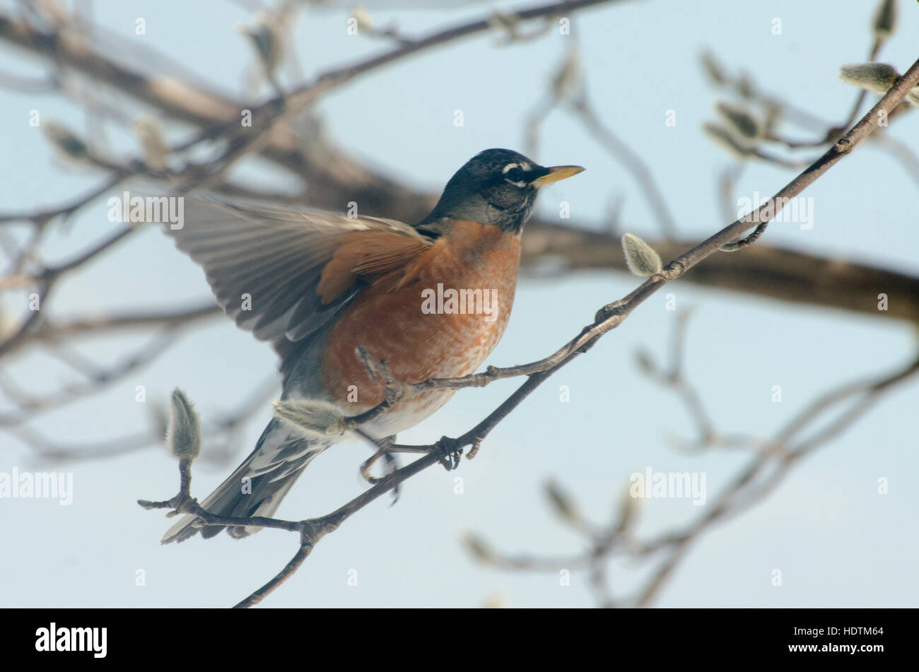 Un robin redbreast oiseau bat des ailes. Banque D'Images