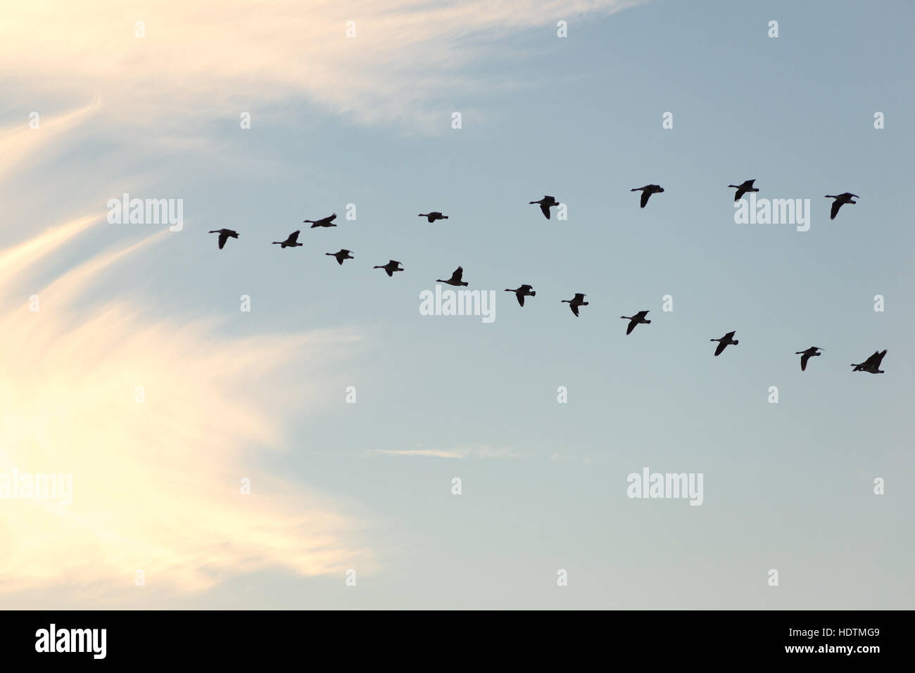 Vol d'oies en V vers soleil lumineux matin vaporeux nuages. Banque D'Images