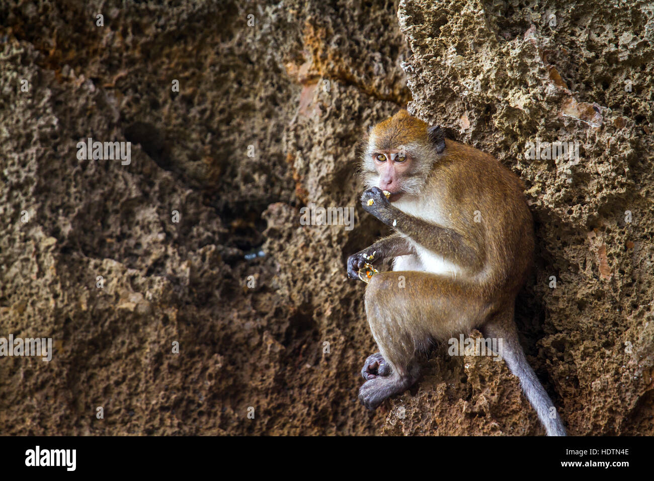 Manger du crabe macaca en Thaïlande ; espèce Macaca fascicularis passereau de la famille Banque D'Images