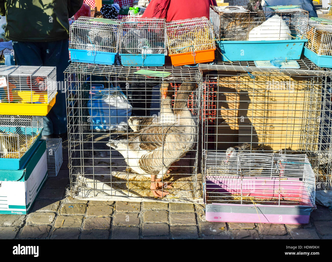 Les créatures à plumes à vendre dans un marché hebdomadaire de la France rurale. Banque D'Images