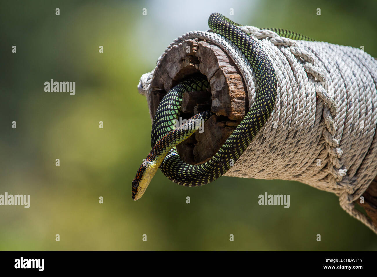 Vol d'or serpent dans le parc national de Koh Adang, Thaïlande ; espèce Chrysopelea ornata famille d'Clubridae Banque D'Images