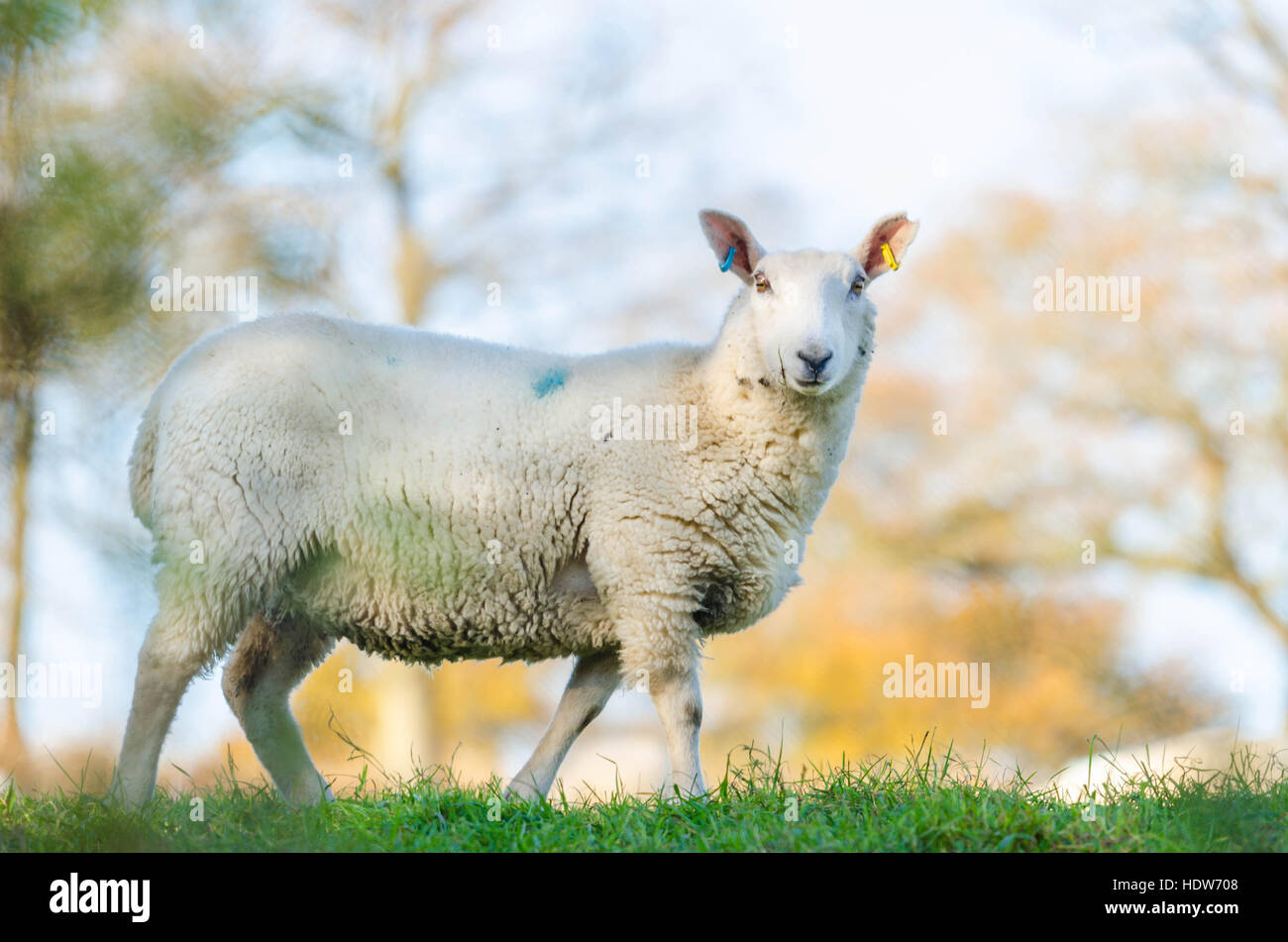 Brebis face blanche dans le Herefordshire UK campagne Banque D'Images