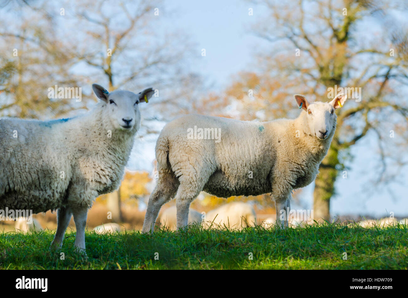 Brebis face blanche dans le Herefordshire UK campagne Banque D'Images