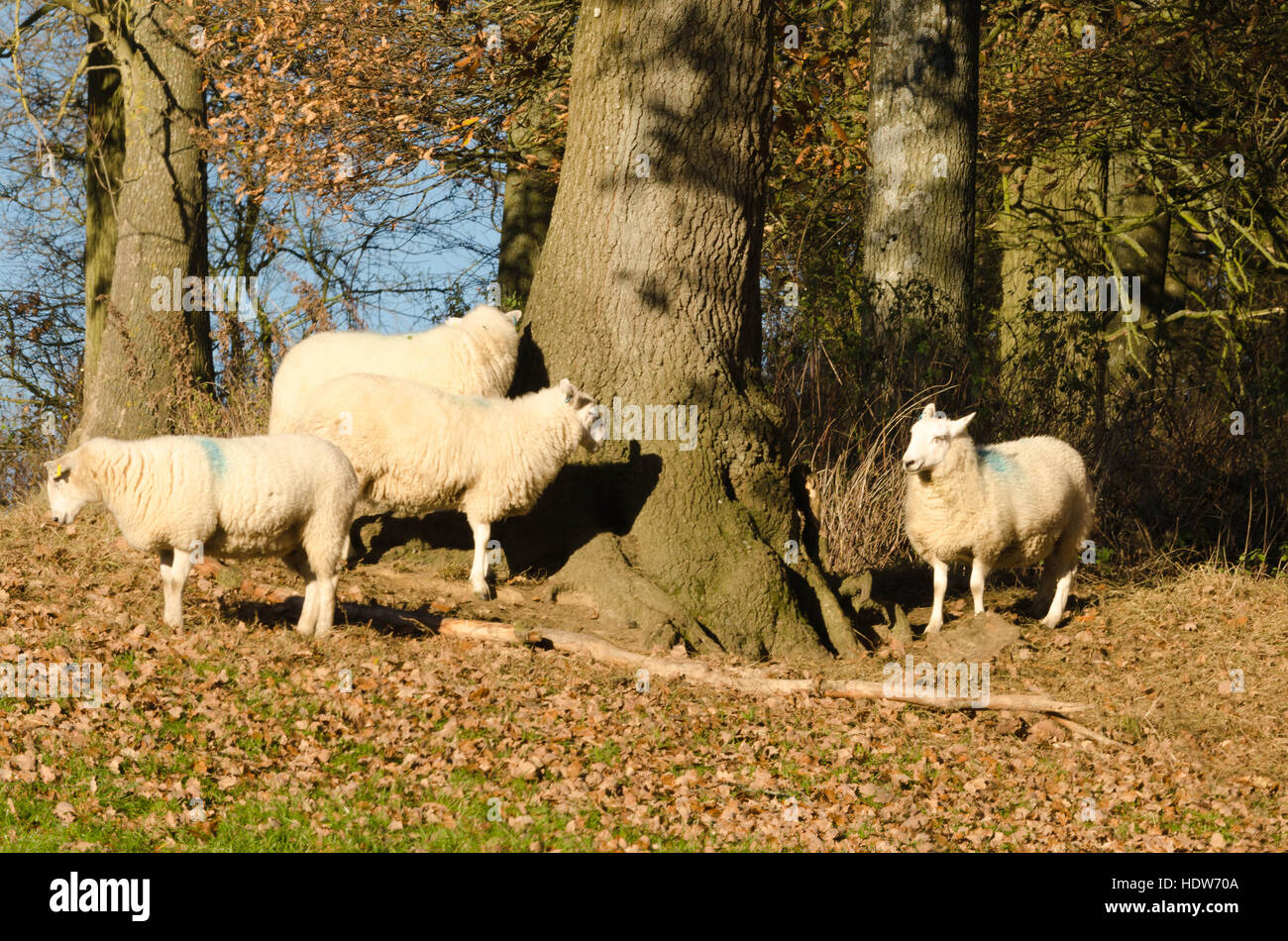 Petit troupeau de moutons face blanche sous les chênes Banque D'Images