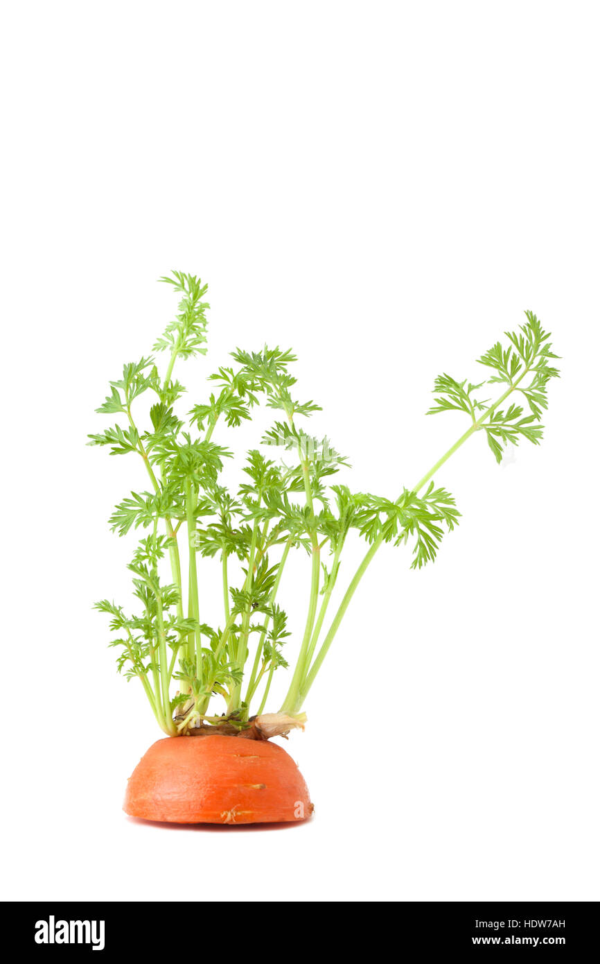 Jeune plant de carotte, sur la croissance elle-même isolé sur fond blanc Banque D'Images
