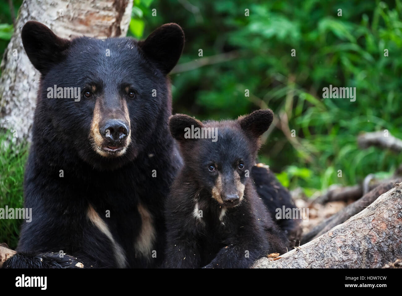 L'ours noir et la cub (Ursus americanus), le centre-sud de l'Alaska ; Alaska, États-Unis d'Amérique Banque D'Images