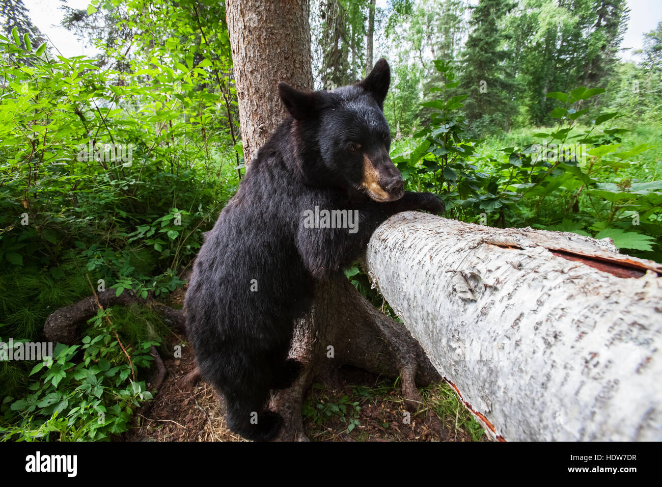 Portrait d'un ours noir sur les pieds de derrière à côté d'un tronc d'arbre, Southcentral Alaska, USA Banque D'Images