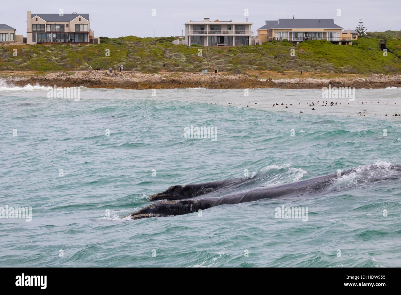 Un adulte baleine australe soufflant au large de la côte d'Hermanus, Western Cape, Afrique du Sud Banque D'Images